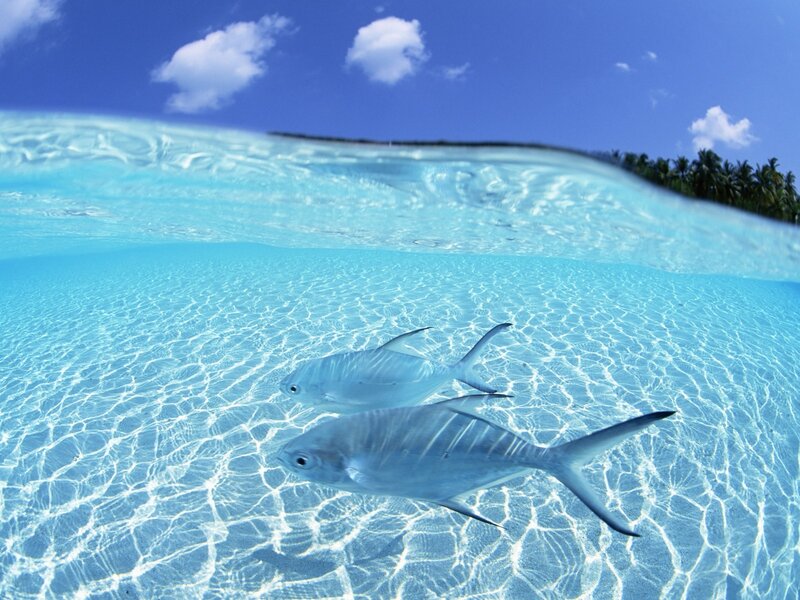 Fish swimming in clear blue water