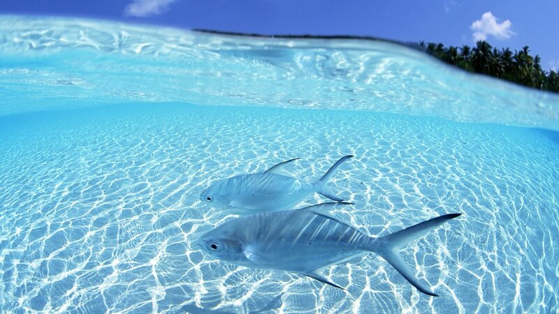 Fish swimming in clear blue water