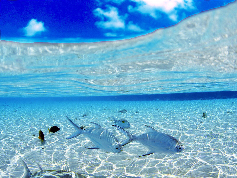 Fish swimming in clear blue water
