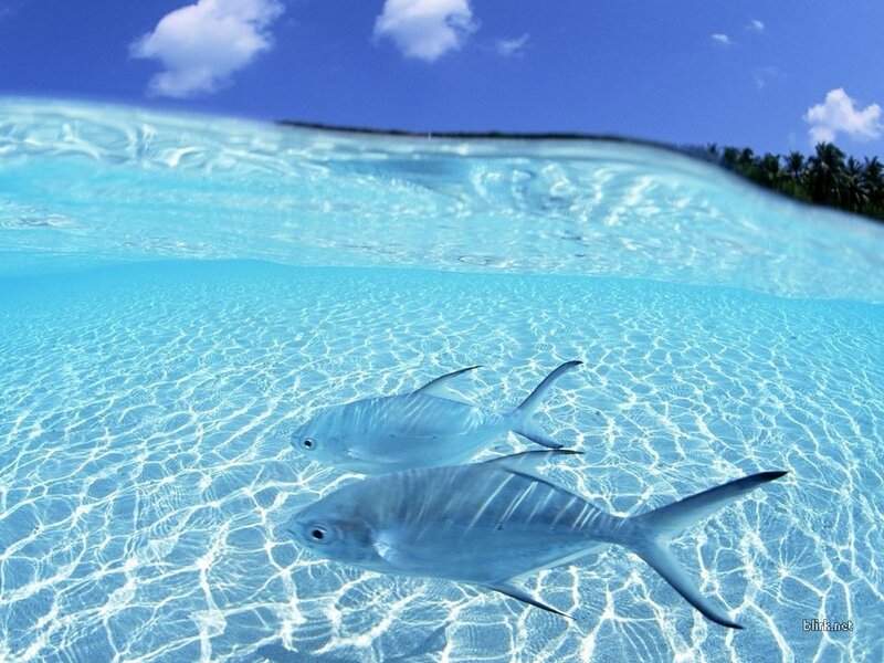 Fish swimming in clear blue water