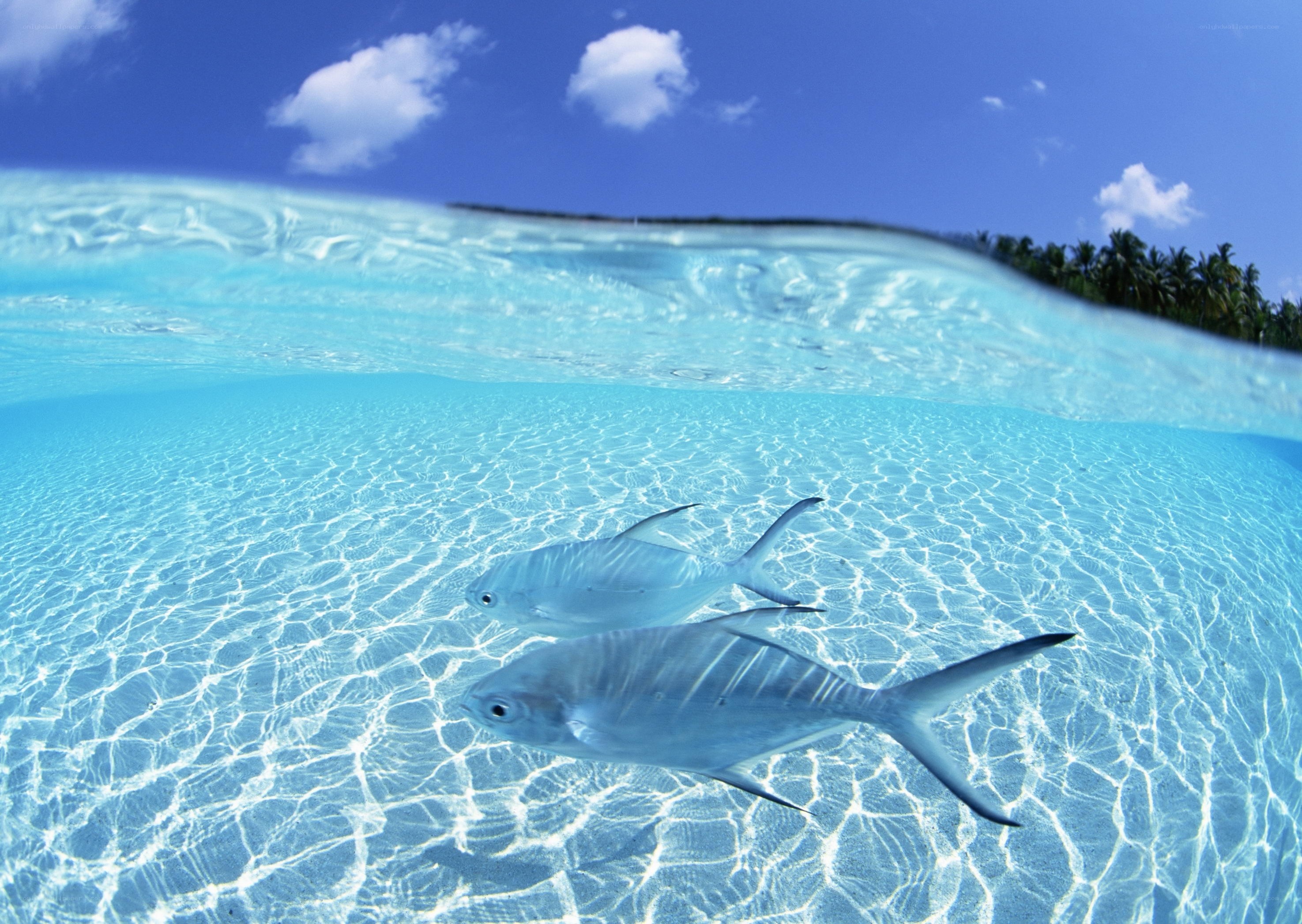 Fish swimming in clear blue water