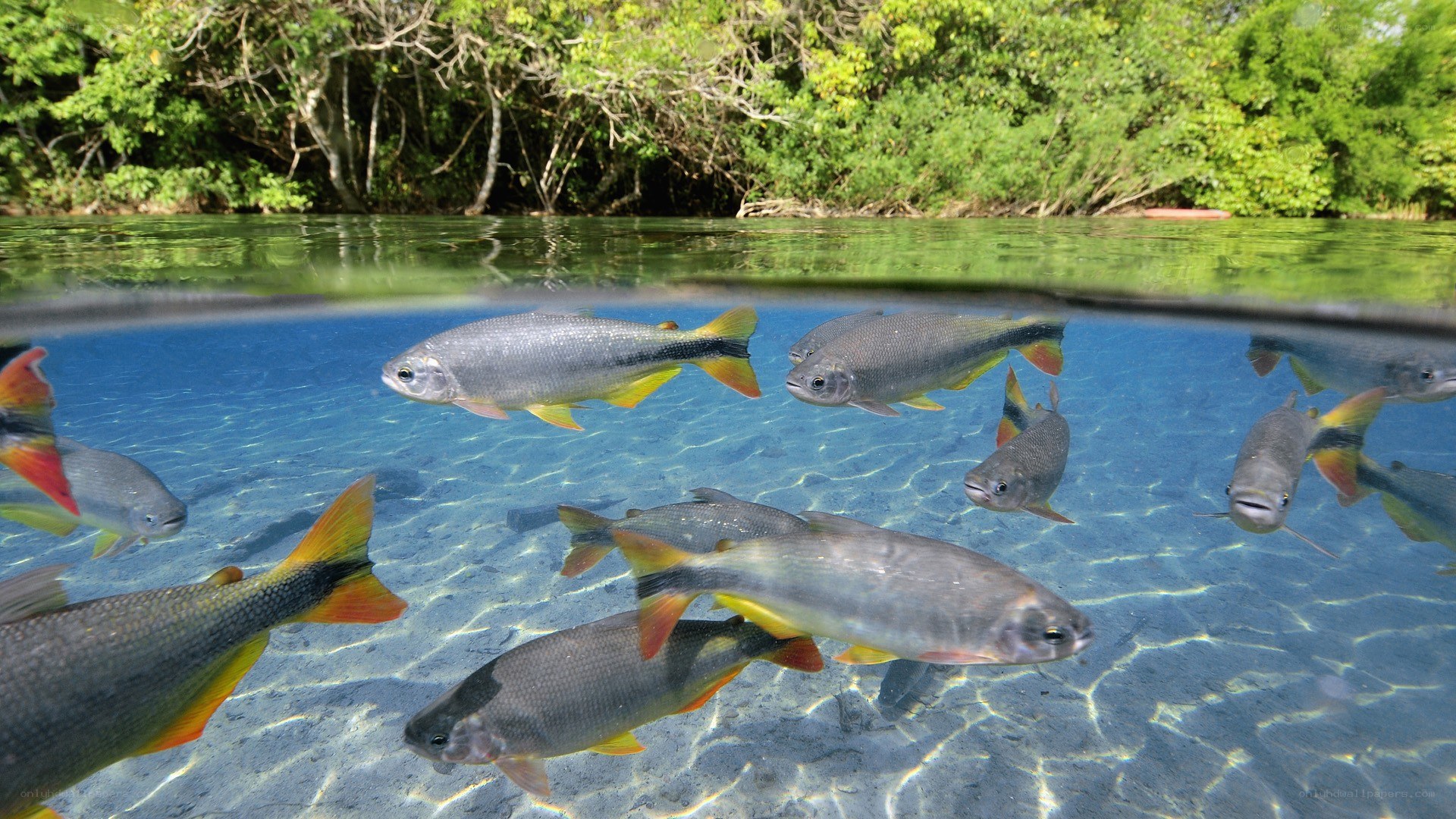 Fish swimming in clear river