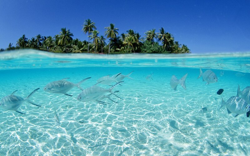 Fish Swimming in Clear Water — Blue, Serene, Afternoon, Photograph