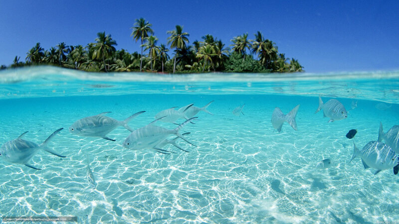 Fish Swimming in Clear Water — Blue, Serene