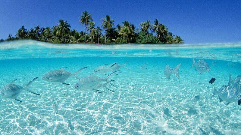 Fish Swimming in Clear Water — Blue