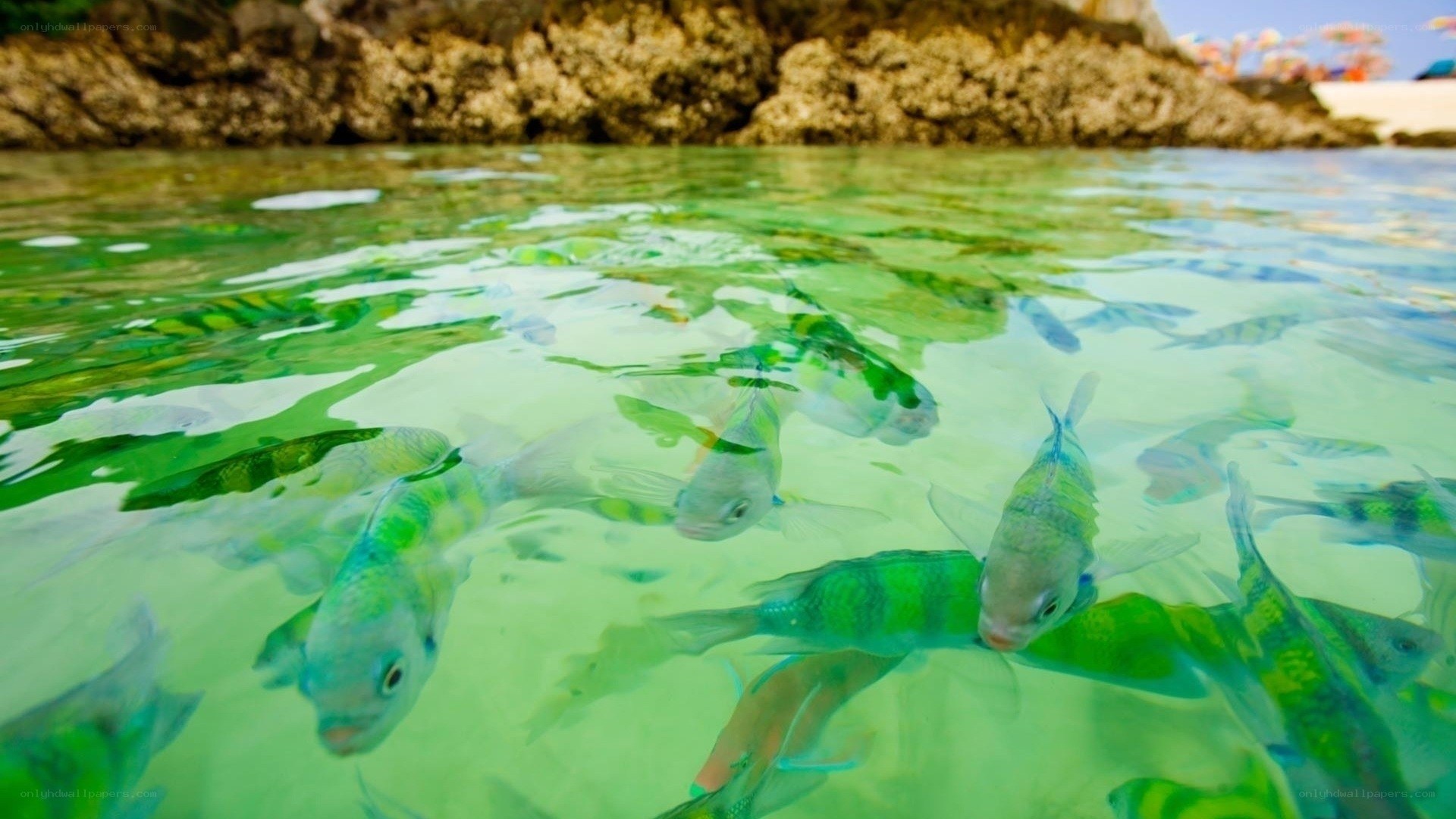 fish swimming in clear water