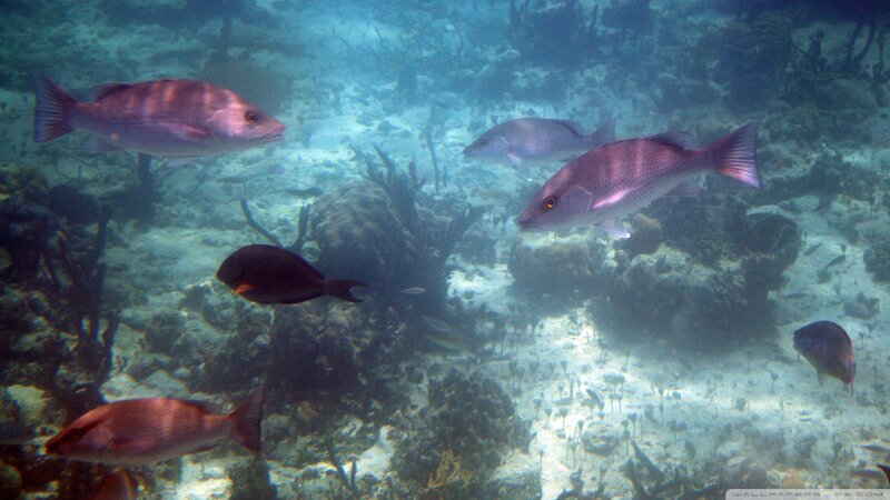 Fish Swimming in Coral Reef