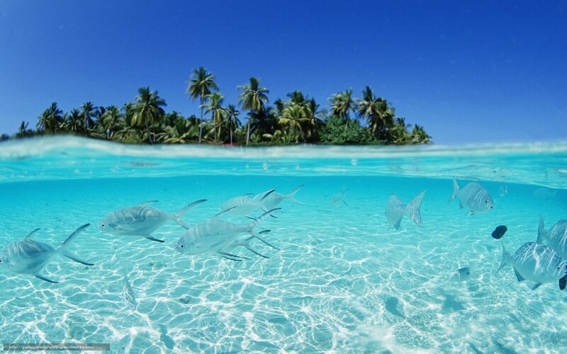 Fish Swimming in Ocean — Blue, Serene