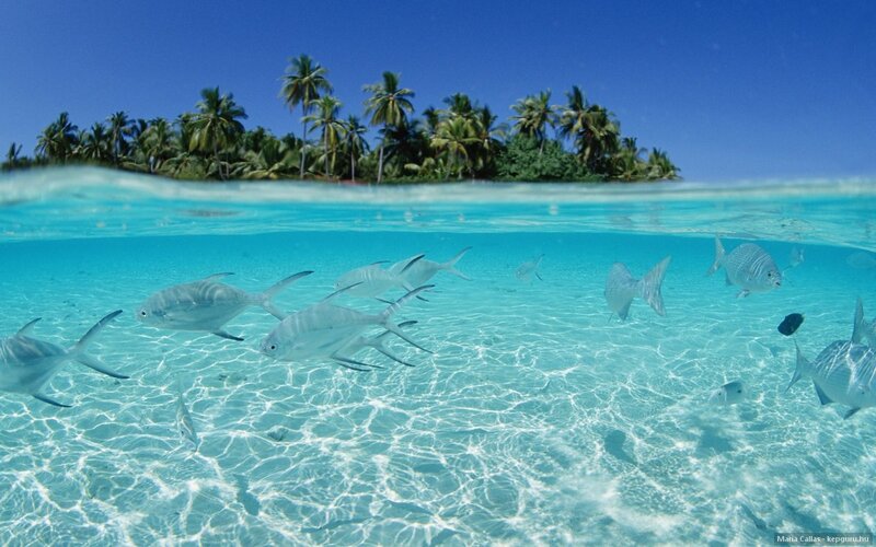 Fish Swimming in Ocean