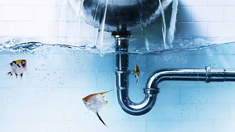 fish swimming in sink plumbing