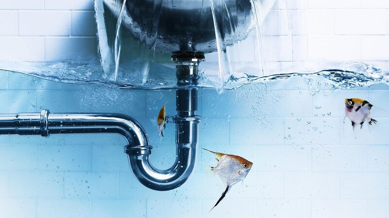 fish swimming in sink plumbing
