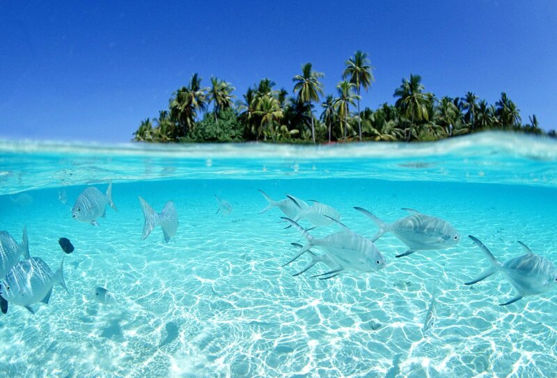 Fish Swimming in Turquoise Water