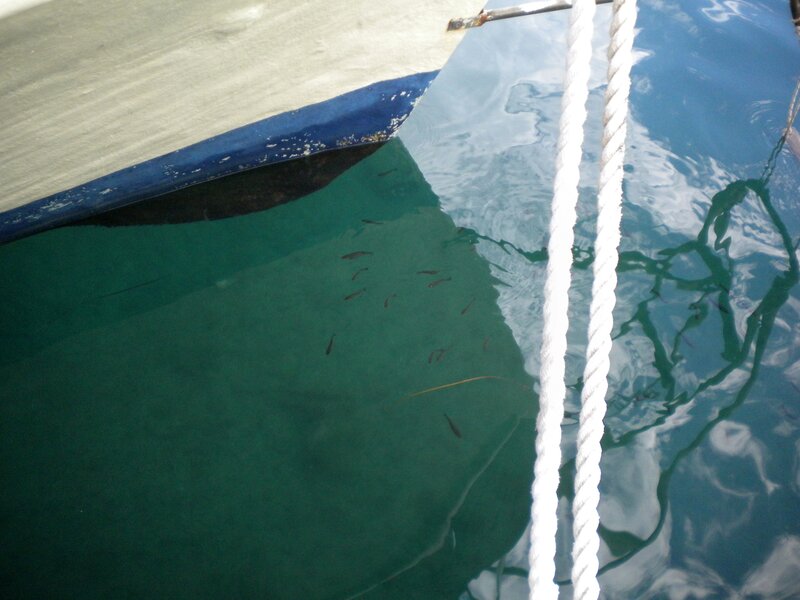 Fish swimming near a boat
