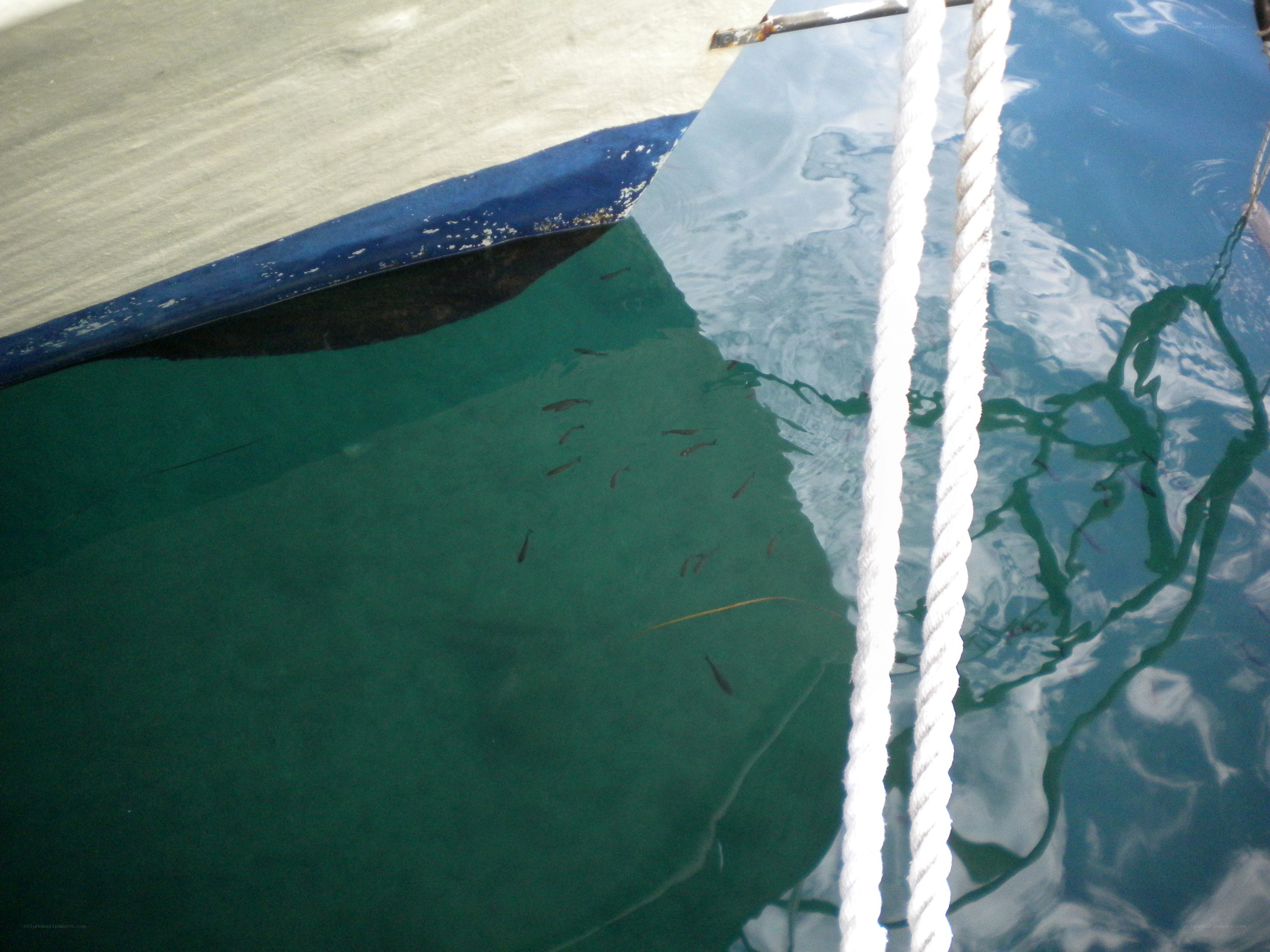 Fish swimming near a boat