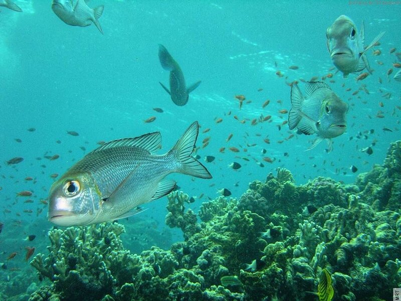 Fish swimming near coral reef