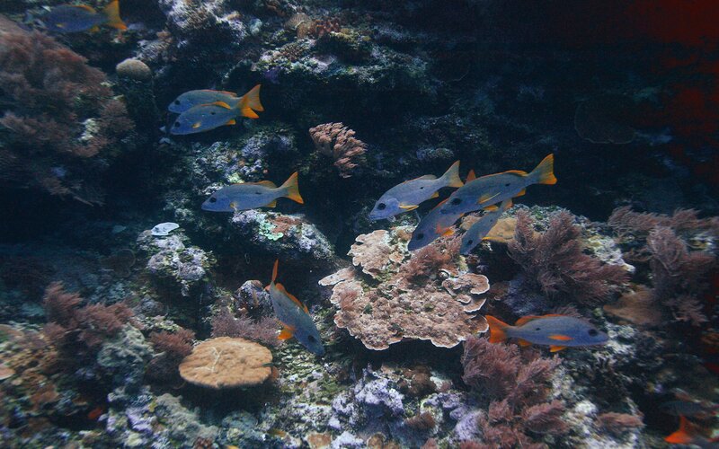 Fish swimming near coral reef