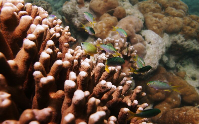 Fish swimming near coral reef