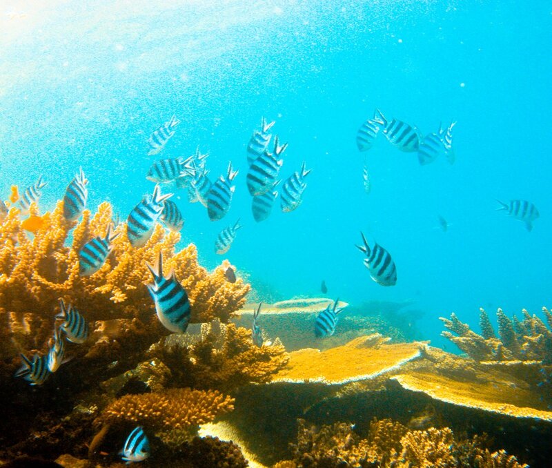 Fish swimming near coral reef