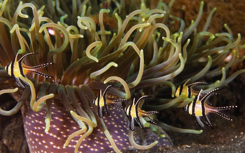 fish swimming near sea anemone