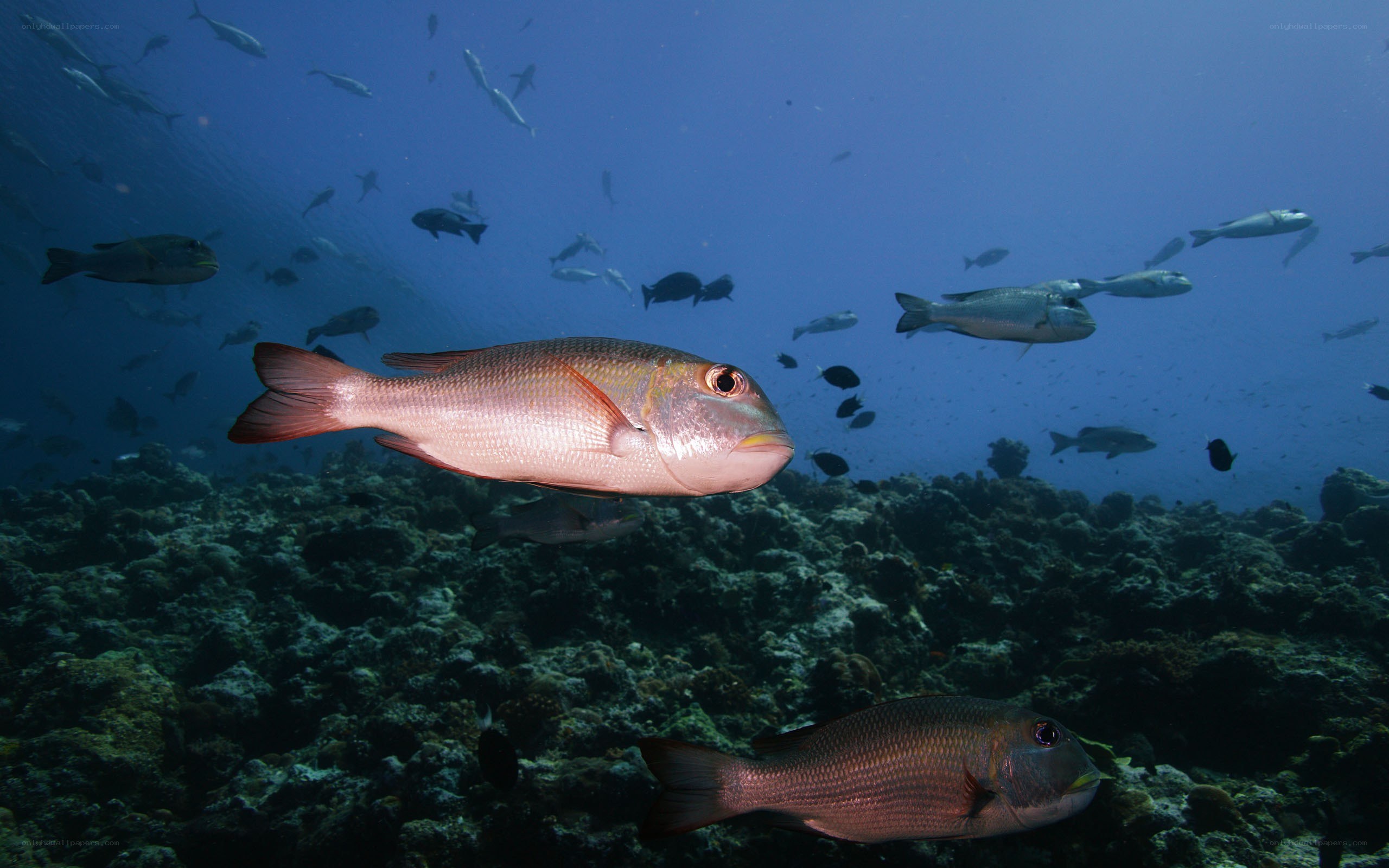 Fish swimming over coral reef