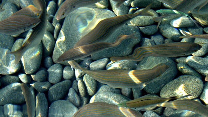 Fish swimming over pebbles