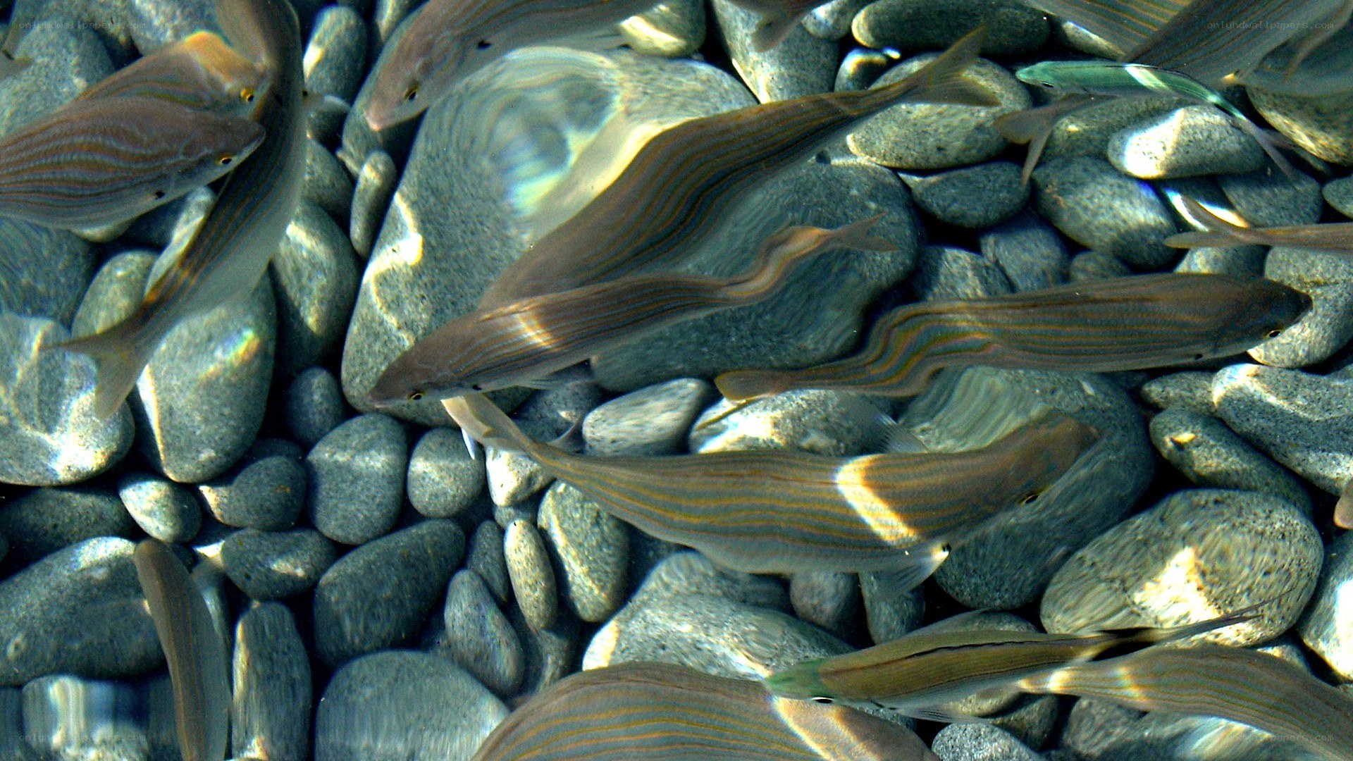 Fish swimming over pebbles