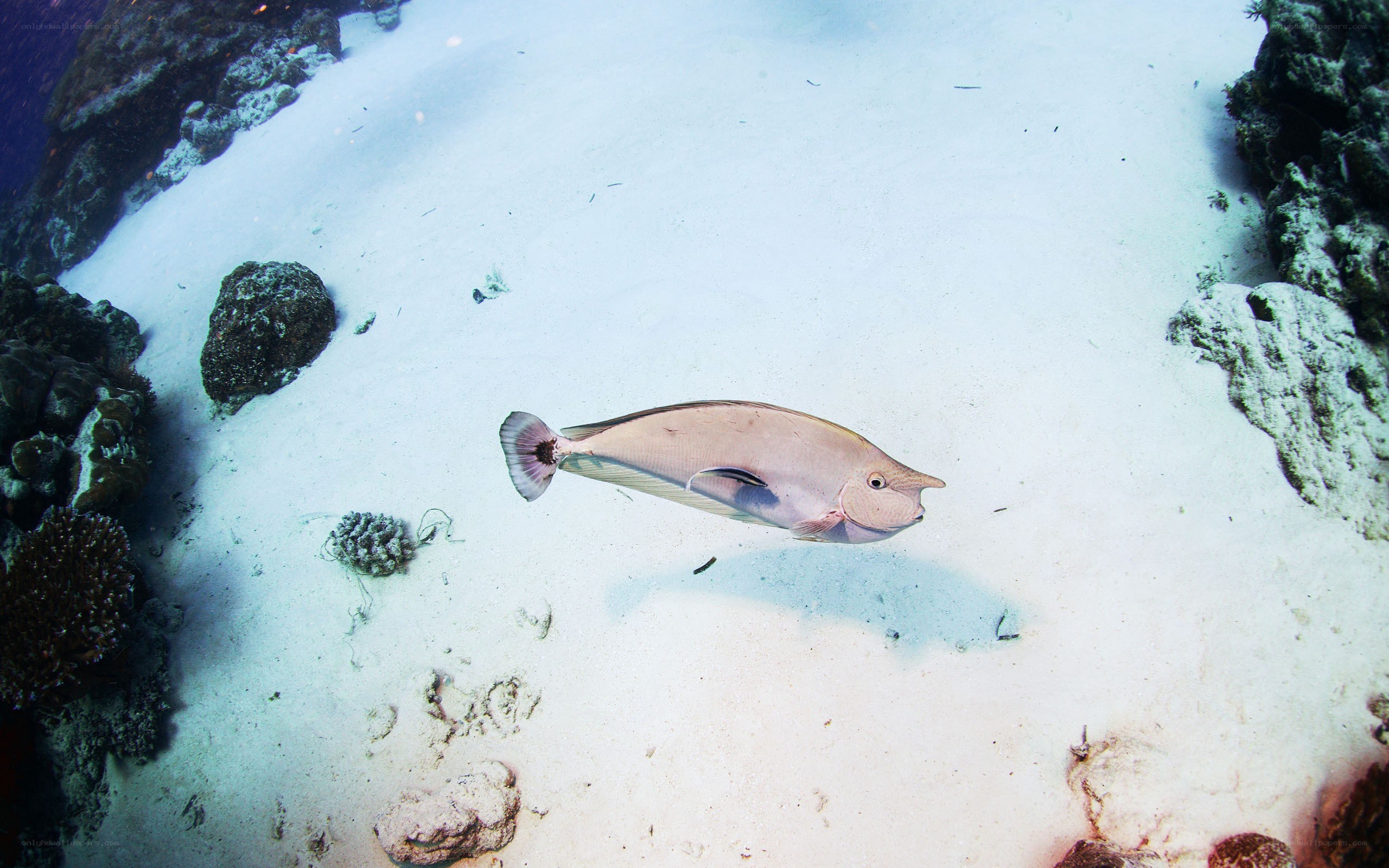 fish swimming over sandy ocean floor