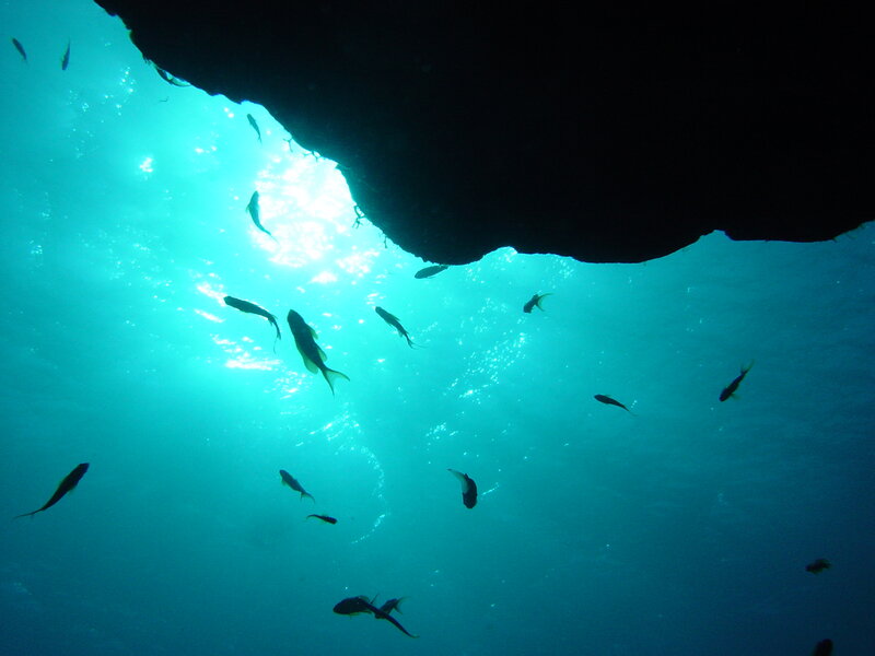 fish swimming under cave