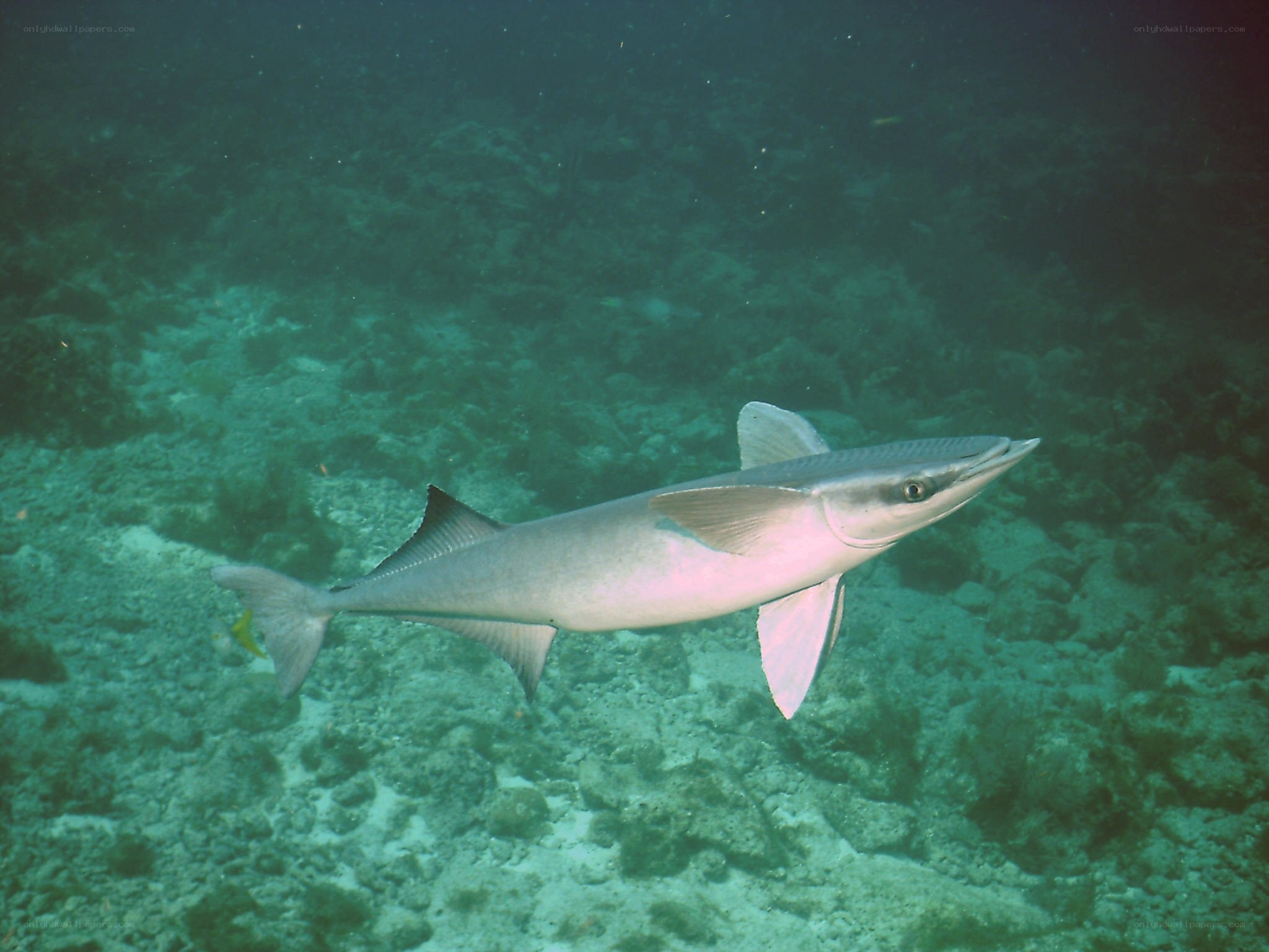 fish swimming underwater