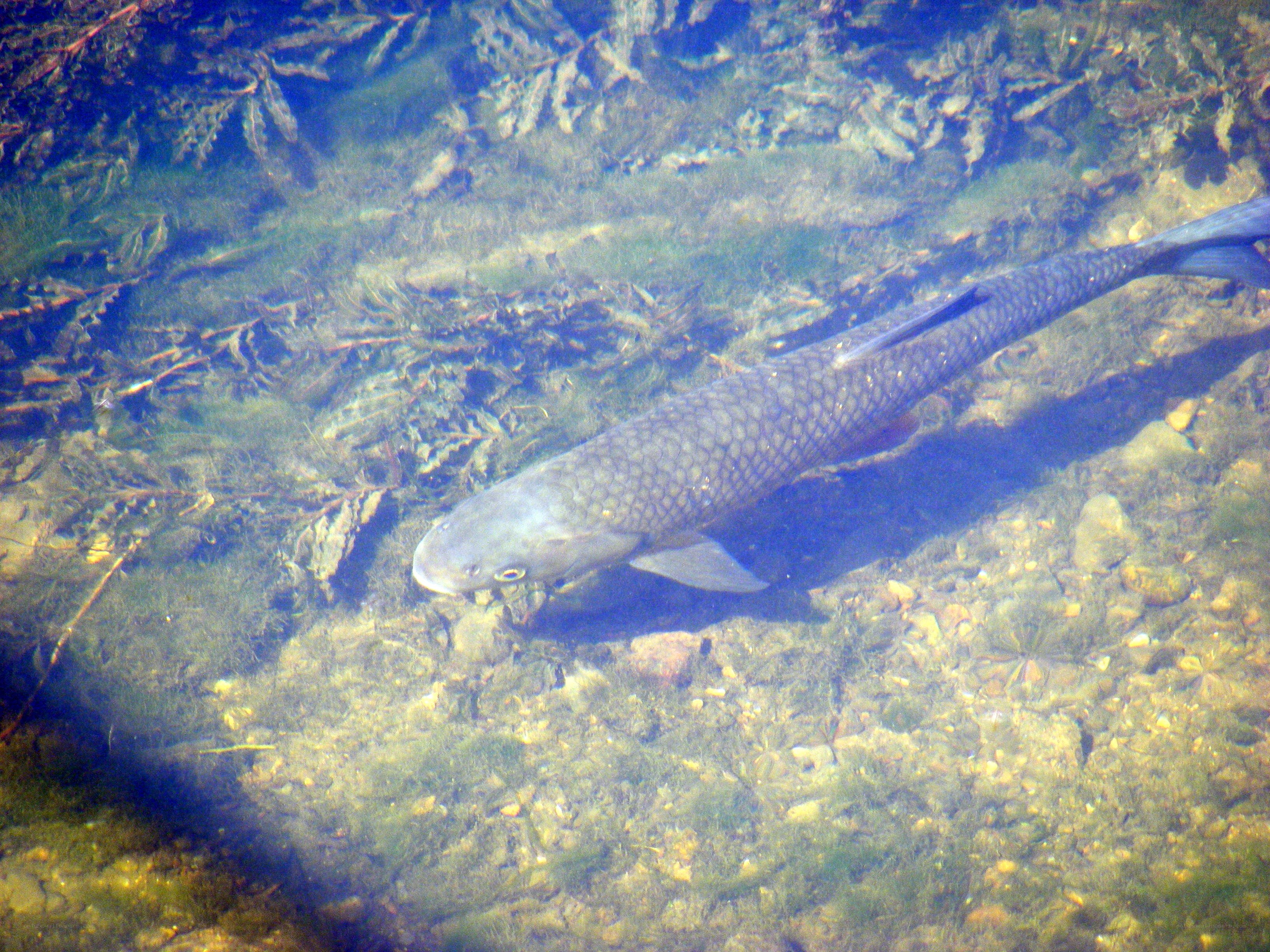 Fish swimming underwater