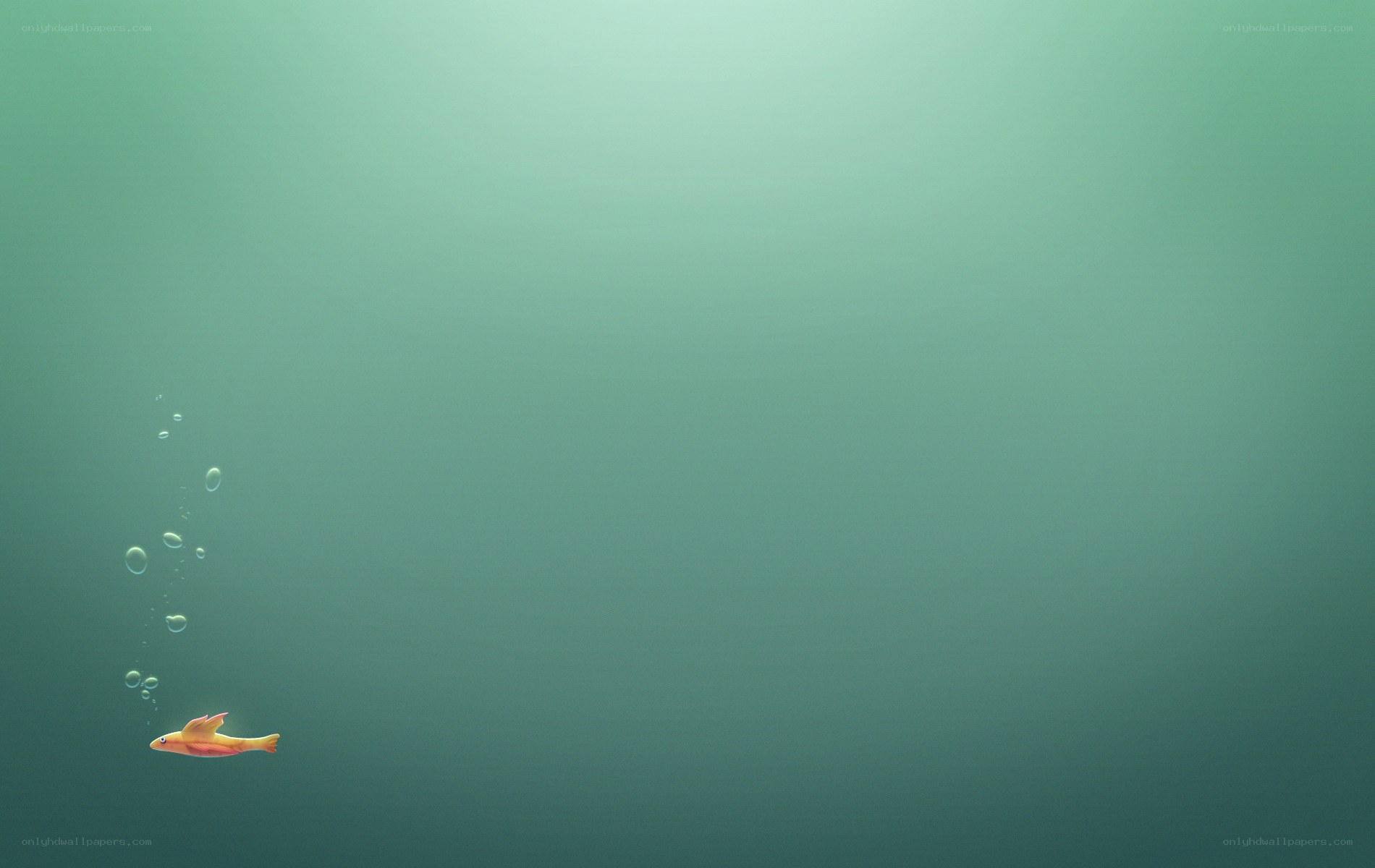 fish swimming underwater