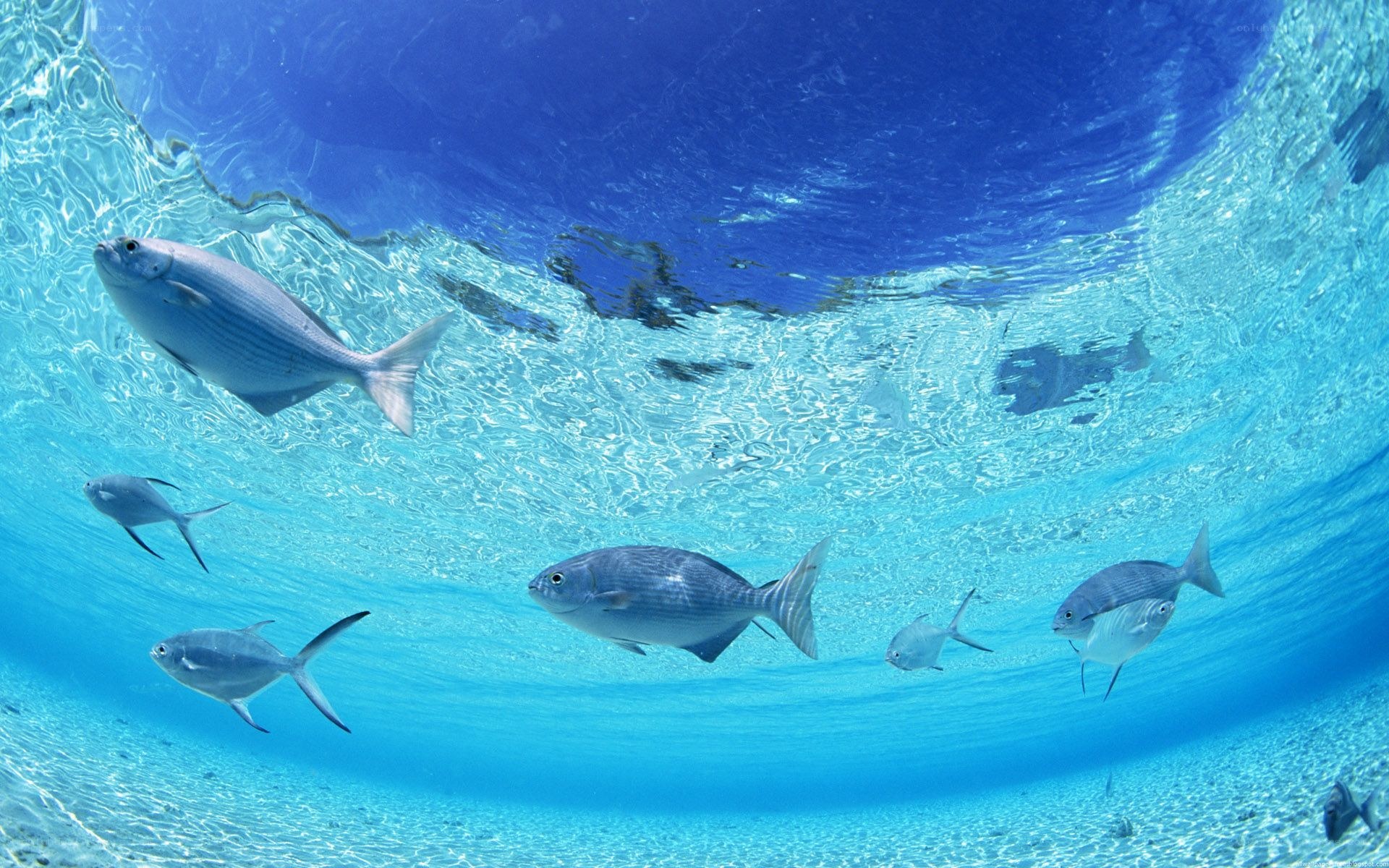 Fish swimming underwater