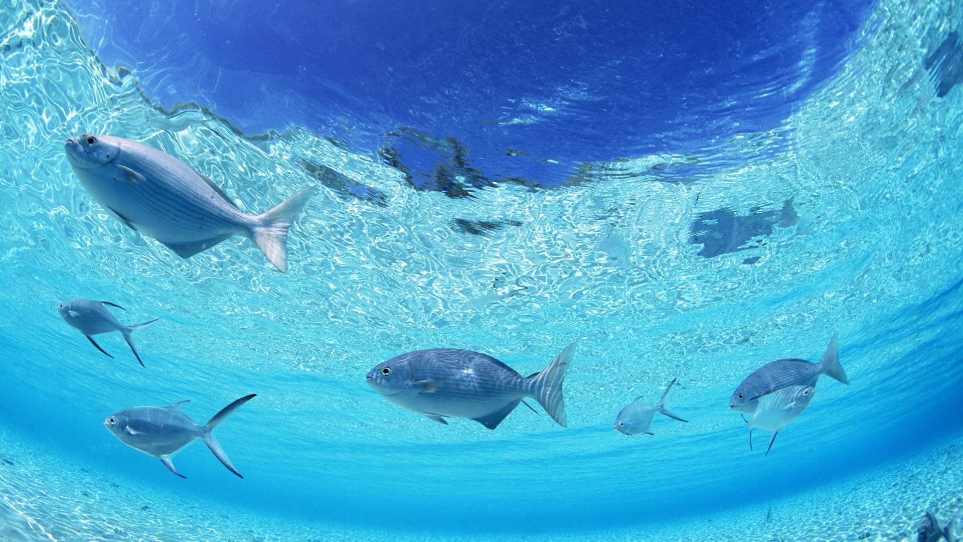 fish swimming underwater