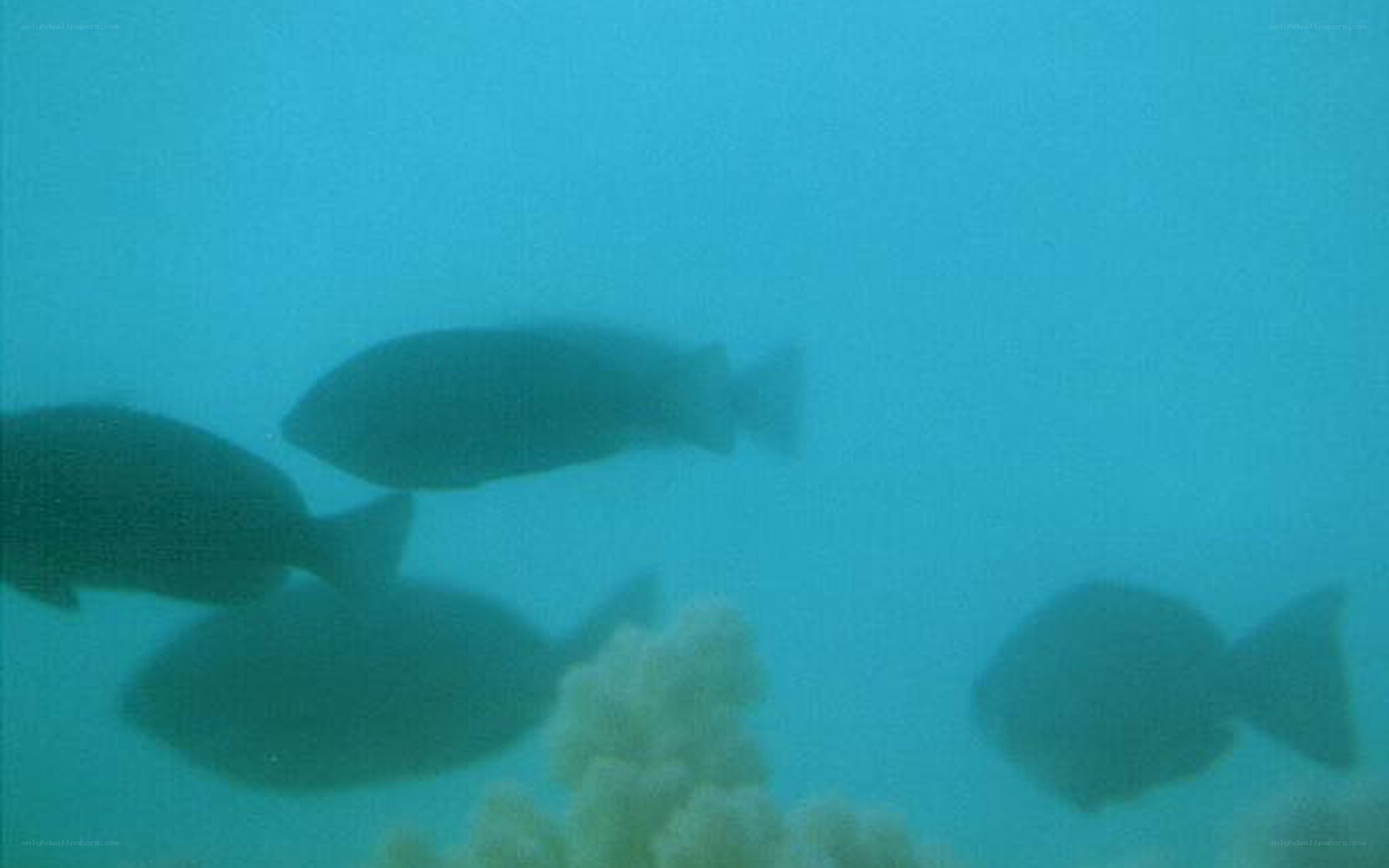 fish swimming underwater