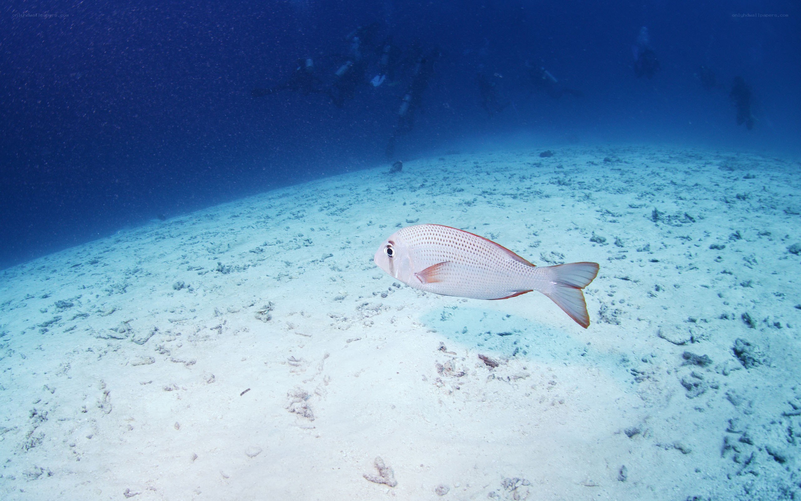 Fish swimming underwater