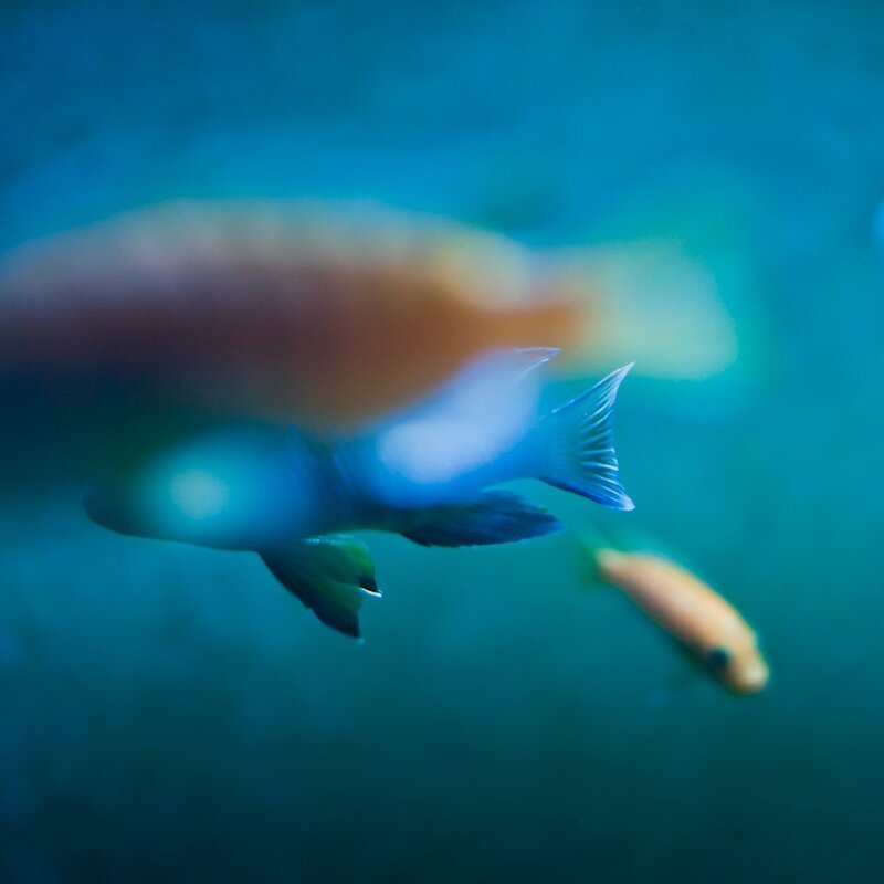 fish swimming underwater