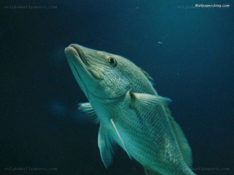 fish swimming underwater