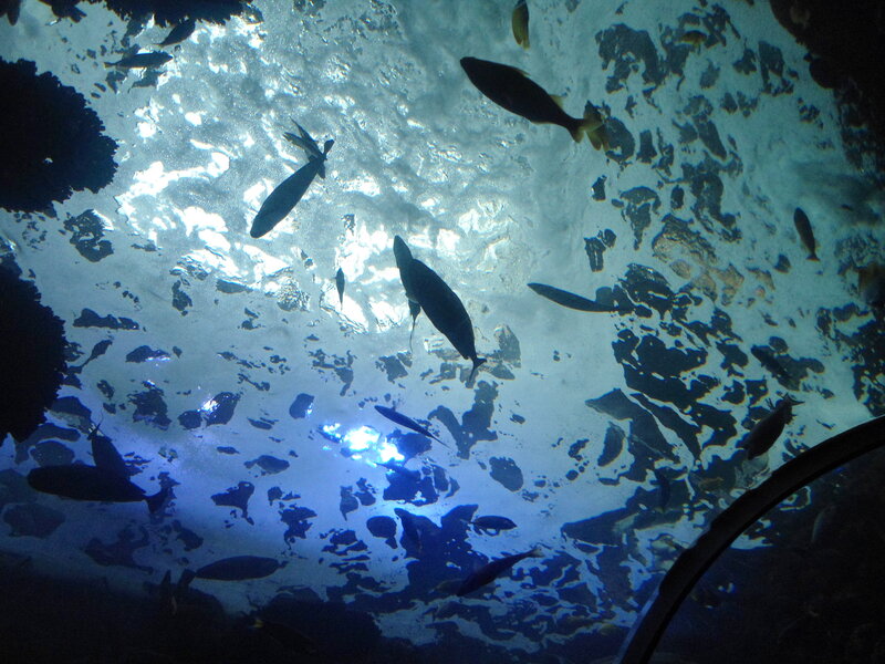 Fish Swimming Underwater — Blue, Calm