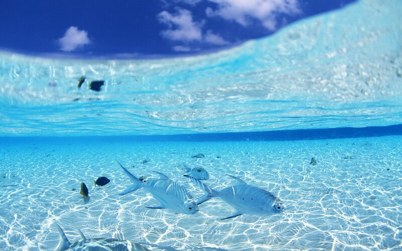 Fish Swimming Underwater — Blue, Serene, Afternoon, Photograph, Ocean, Sky