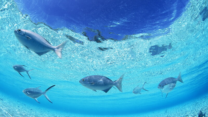 Fish Swimming Underwater — Blue, Serene, Afternoon, Photograph, Ocean, Waves