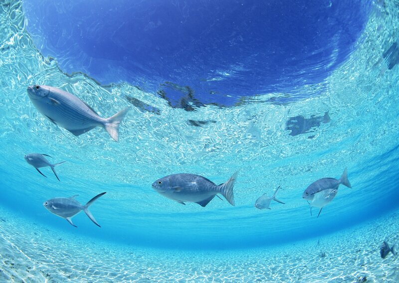 Fish Swimming Underwater — Blue, Serene, Afternoon