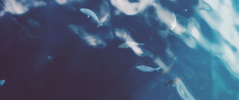 Fish Swimming Underwater — Blue, Serene, Photograph