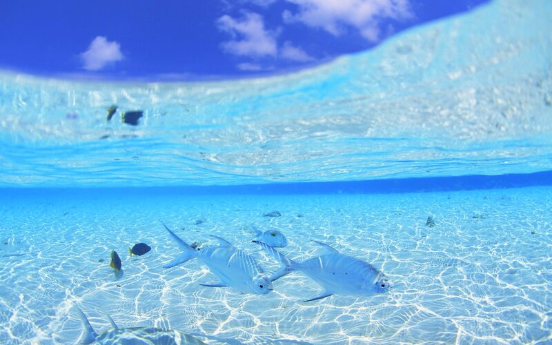 Fish Swimming Underwater — Blue, Serene