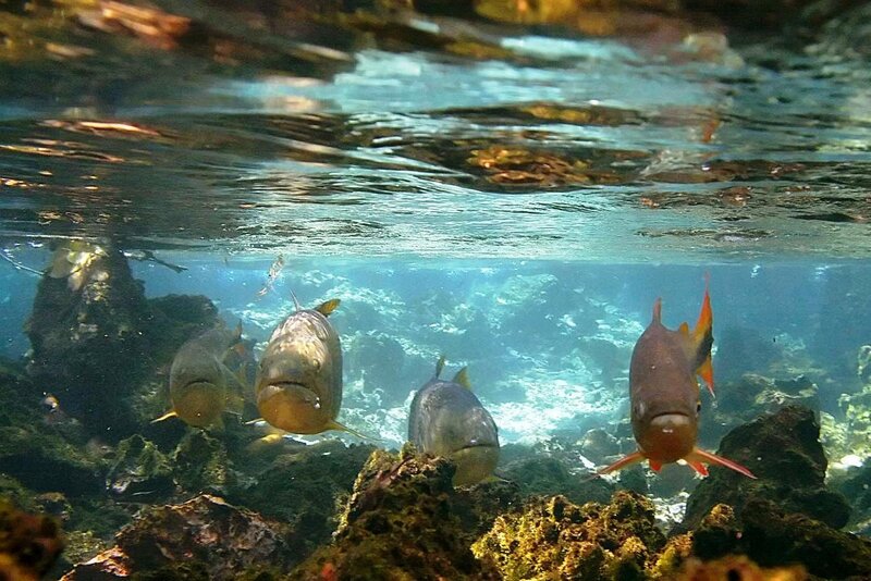 Fish Swimming Underwater — Blue