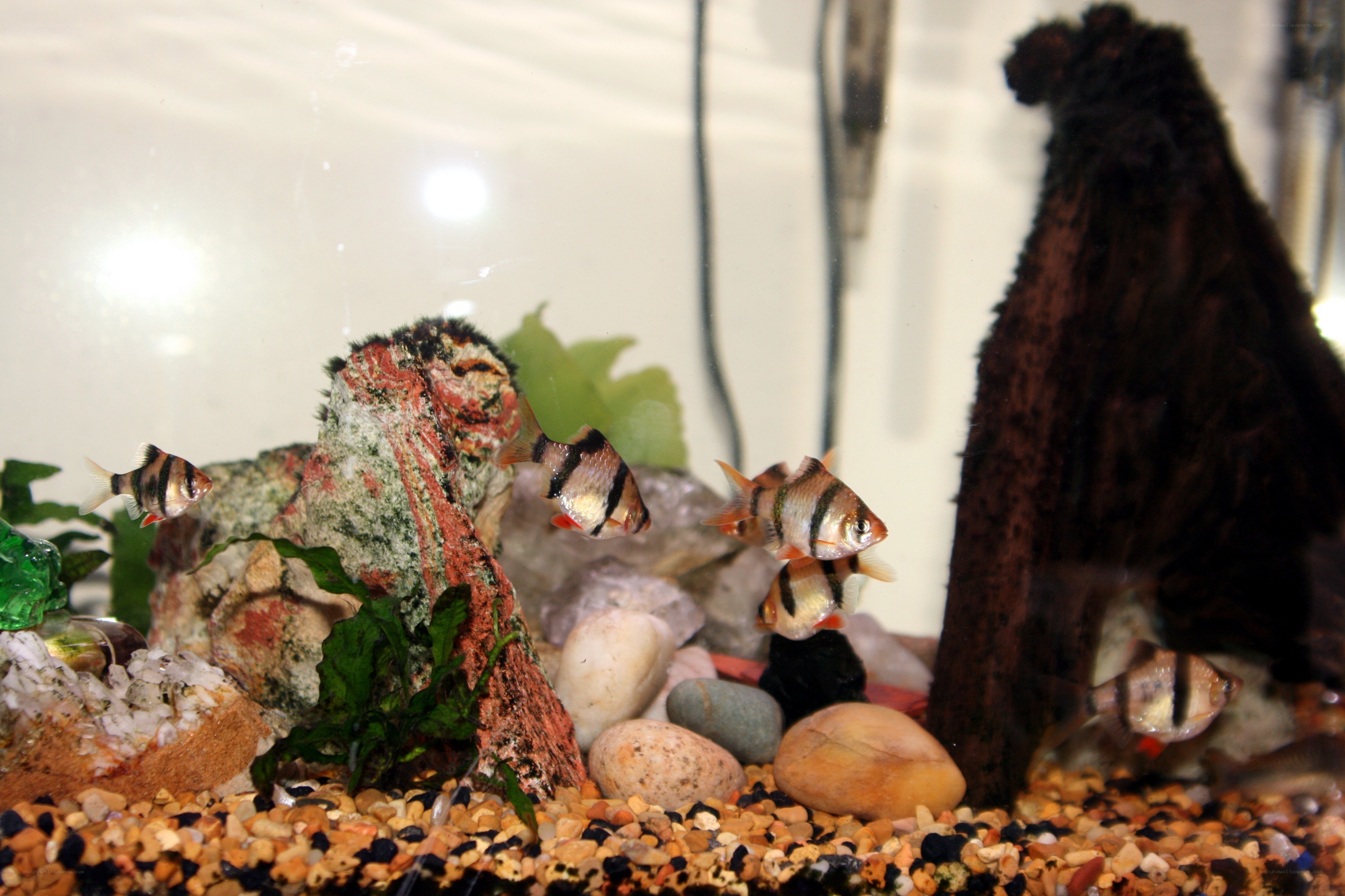 Fish tank with striped fish