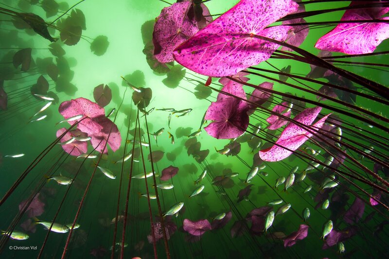 Fish under Lily Pads