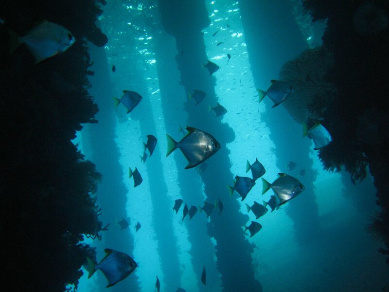 Fish under Pier