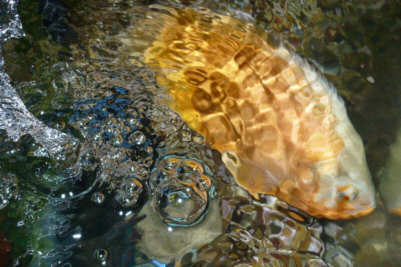 Fish under rippling water