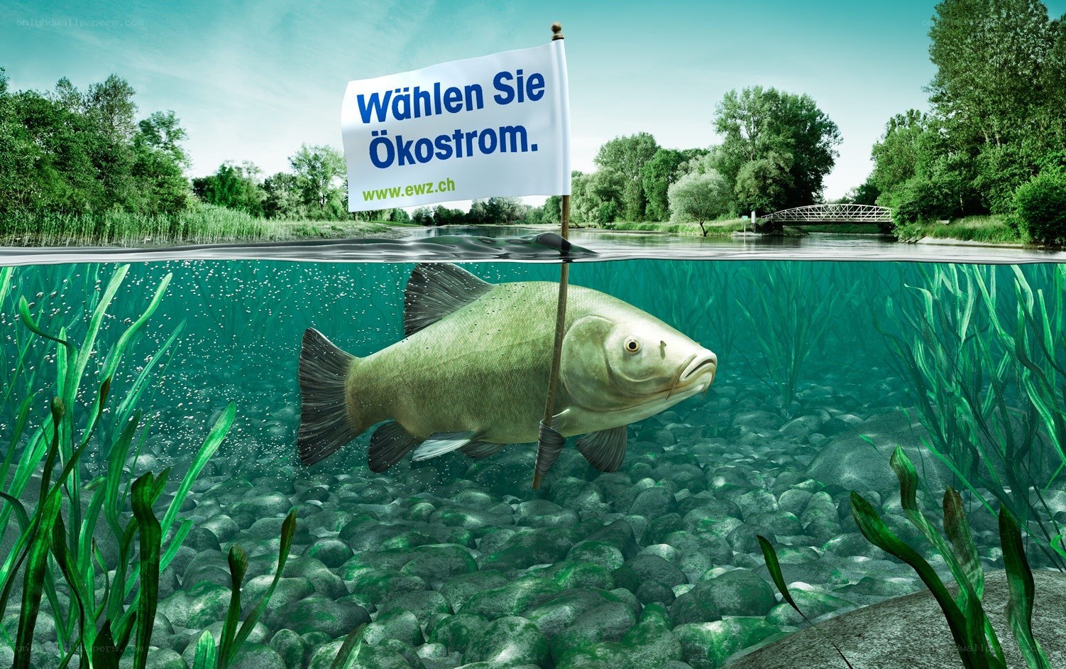 Fish with a sign in river