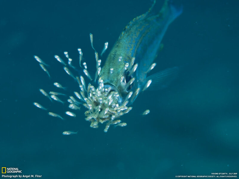 Fish with baby fish